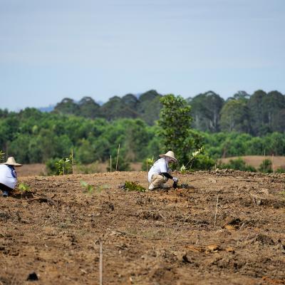 3 Aramijaya Tree Planting Day Day1 Preview 032